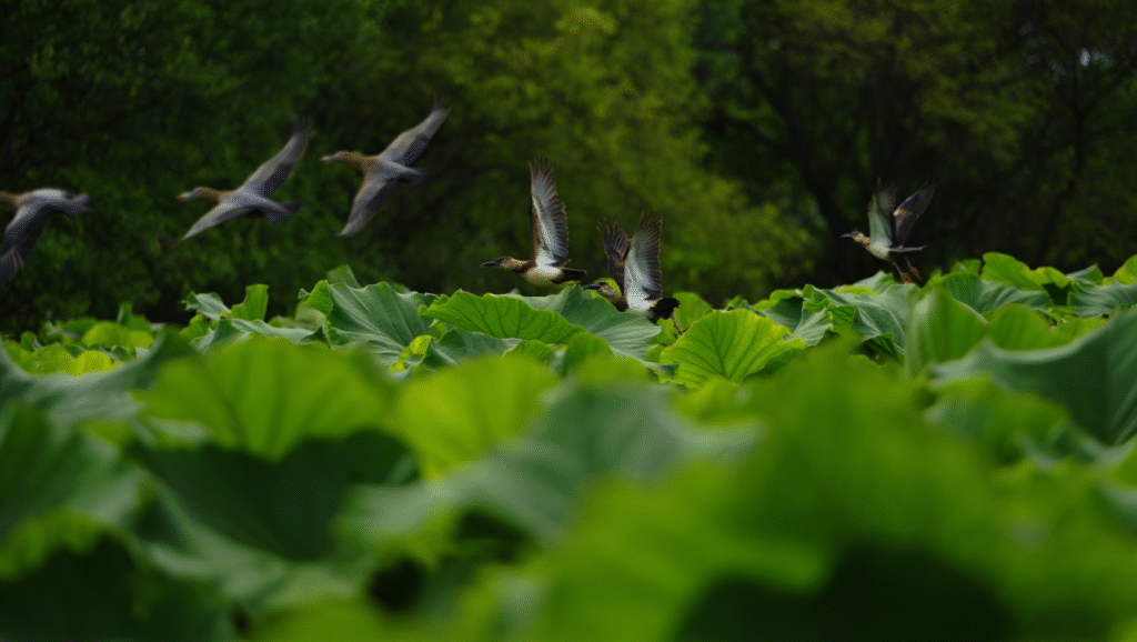 Il Potere Terapeutico del Silenzio Naturale LDF-BLOG Primo piano di foglie mosse dal vento con uccelli sfocati in lontananza. Meditazione nella natura come pratica per ridurre lo stress e migliorare il benessere mentale.