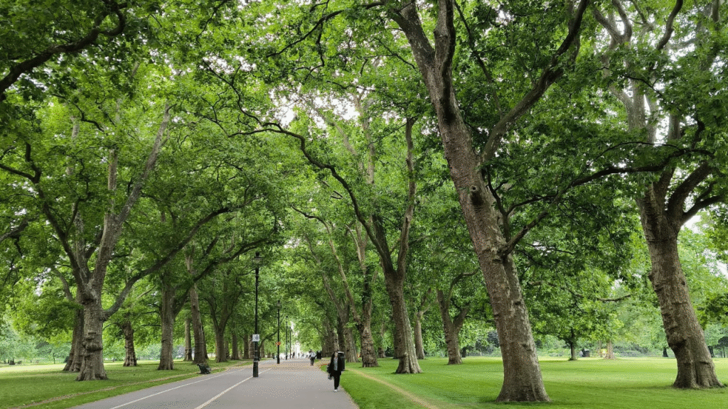 La Città che Non Dorme (E Nemmeno Io) Corsa mattutina ad Hyde Park Londra - viale alberato illuminato dal sole durante la mattinata